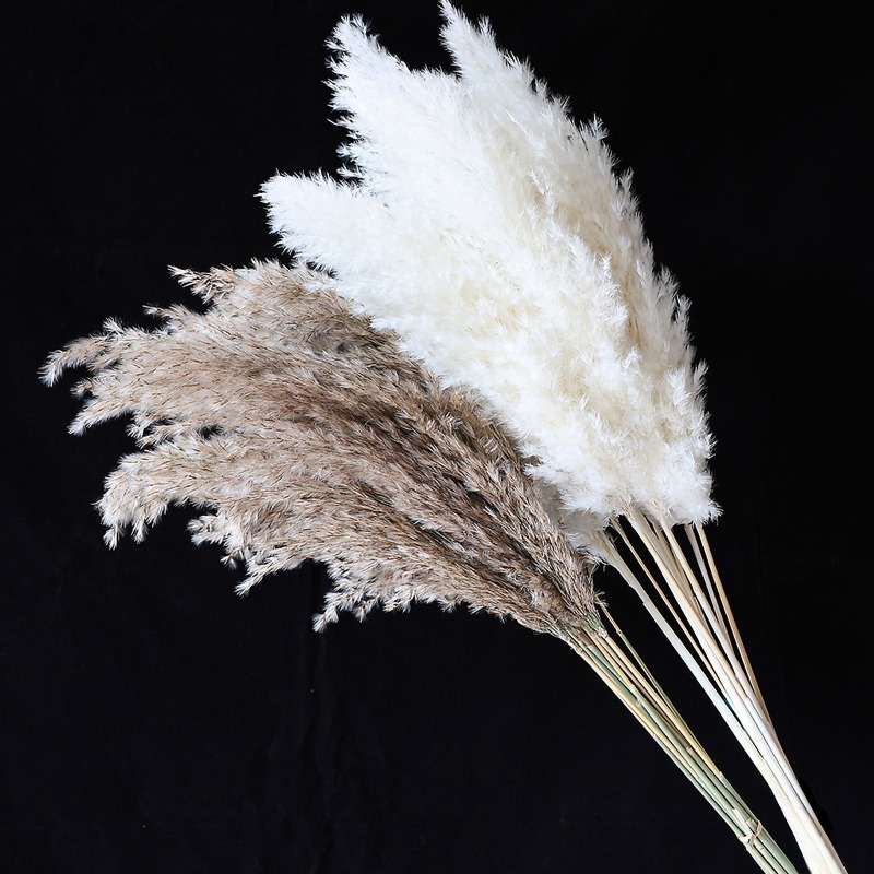 10Pcs Colorful Natural Reeds P - đánh giá và giá Pampas Grass Decor